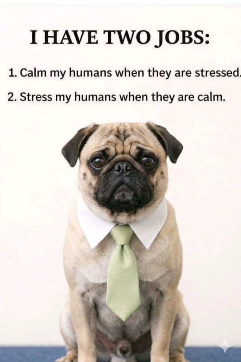 Pug Lover Community tweet media