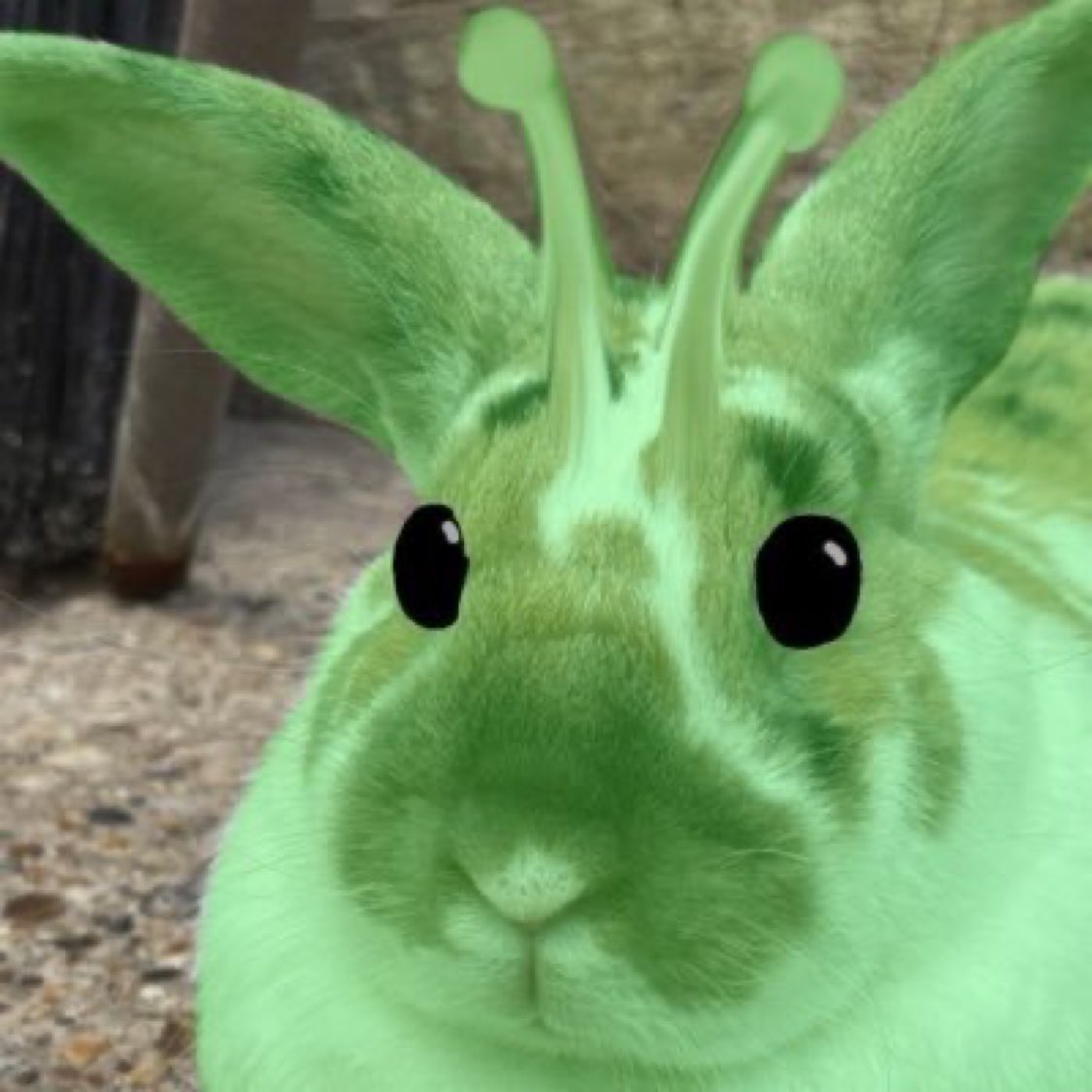 robyn 👱🏻‍♀️& paddy 🐰 tweet media