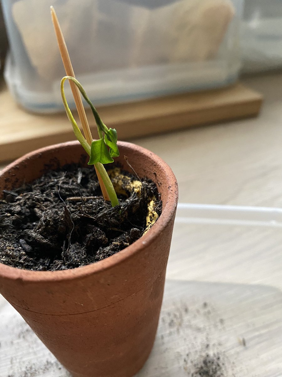 HeidiBT3 Lady caikey member of the house of woofs tweet media