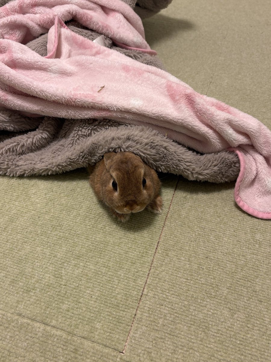 くりまるのお部屋 tweet media