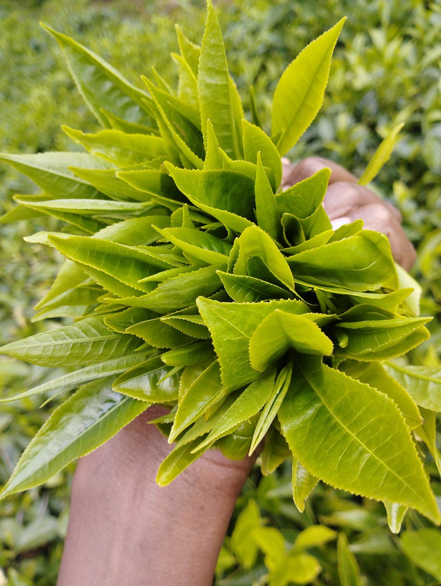 Nkiro😍 tweet media