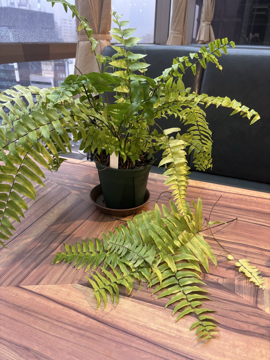 メガモクロー tweet media