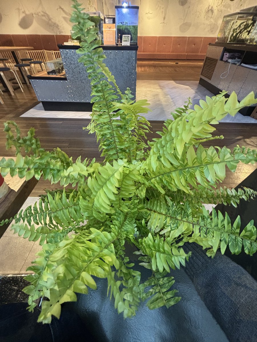 メガモクロー tweet media