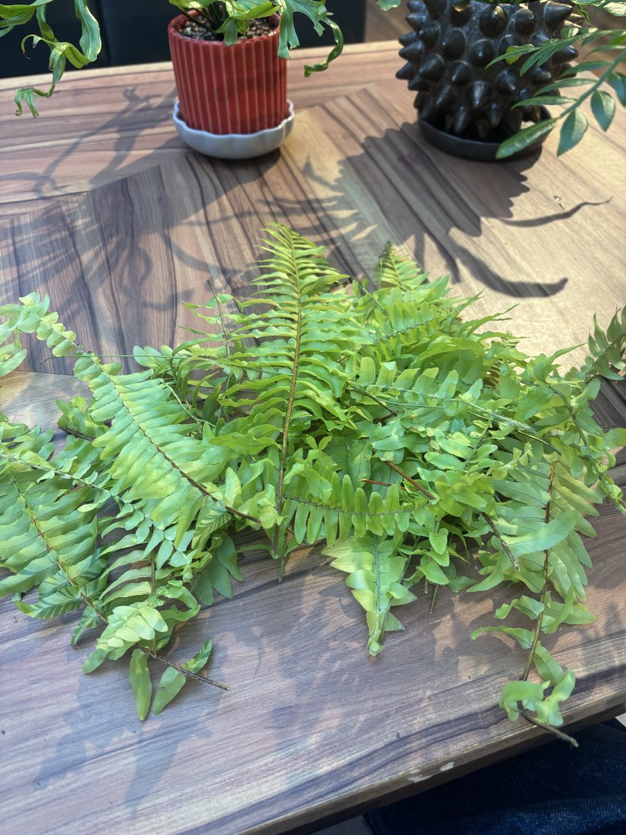 メガモクロー tweet media