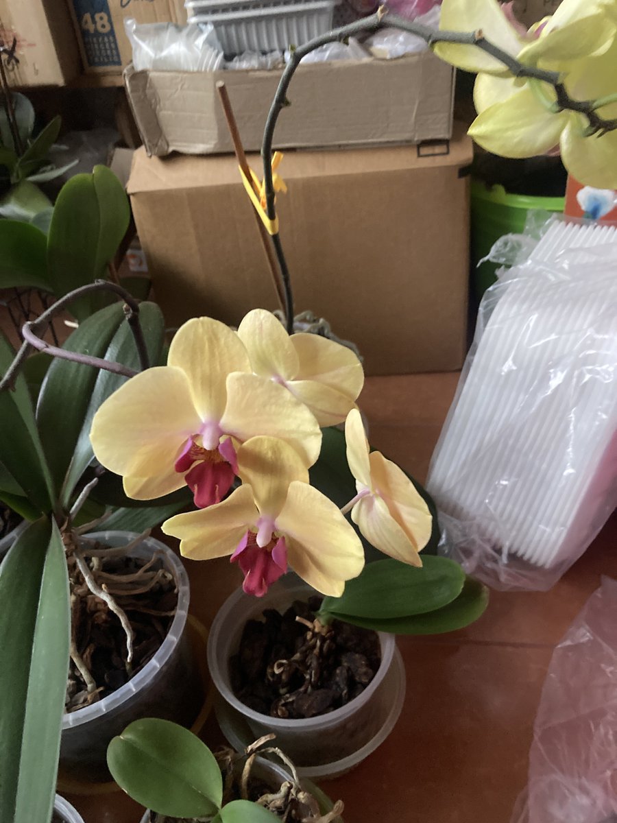 supriya’s pr manager tweet media