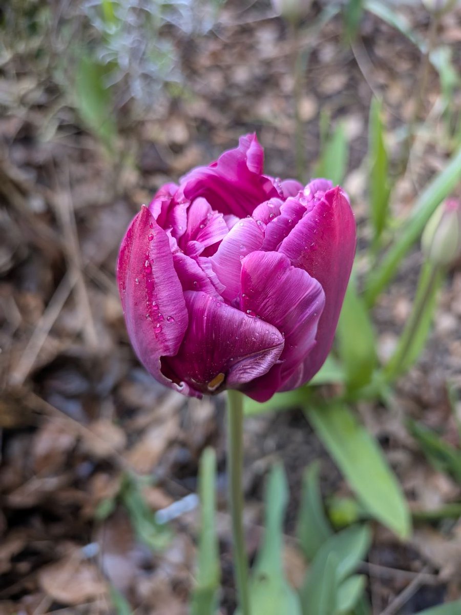 Scorpionnella7's tweet photo. Dédicace @JeanMarieGHIBAU 🌷🌸 Voici mes petites beautés 🩷🤍
Et des faits étonnants sur la tulipe, l'occasion de découvrir la tulipe noire... l'iris noir 🪻💐
Grok s'est mélangé les pinceaux avec les photos ! 🤣 🤣
https://t.co/P3tiTUc47o
#garden #lovenature #tulipes #tulipe https://t.co/g9vpV9tofV