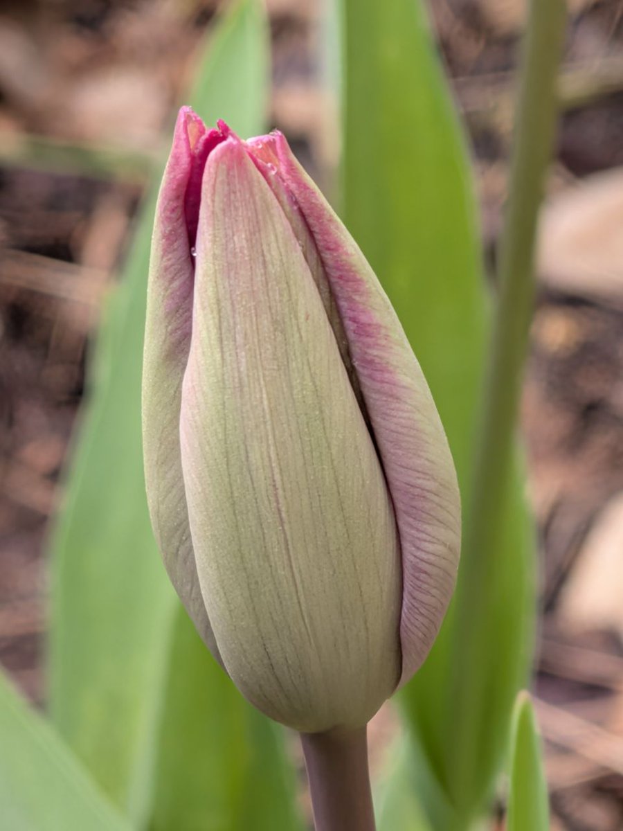 Dédicace <a href="/JeanMarieGHIBAU/">Jean-Marie GHIBAUDO ☨ 🇨🇵</a> 🌷🌸  Voici mes petites beautés 🩷🤍
Et des faits étonnants sur la tulipe, l'occasion de découvrir la tulipe noire... l'iris noir 🪻💐
Grok s'est mélangé les pinceaux avec les photos ! 🤣 🤣 

x.com/i/grok/share/b…

#garden #lovenature #tulipes #tulipe