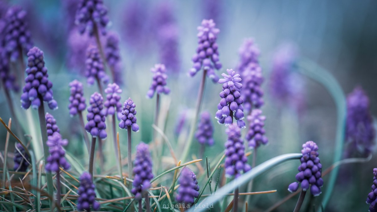 茨 | nigella field tweet media