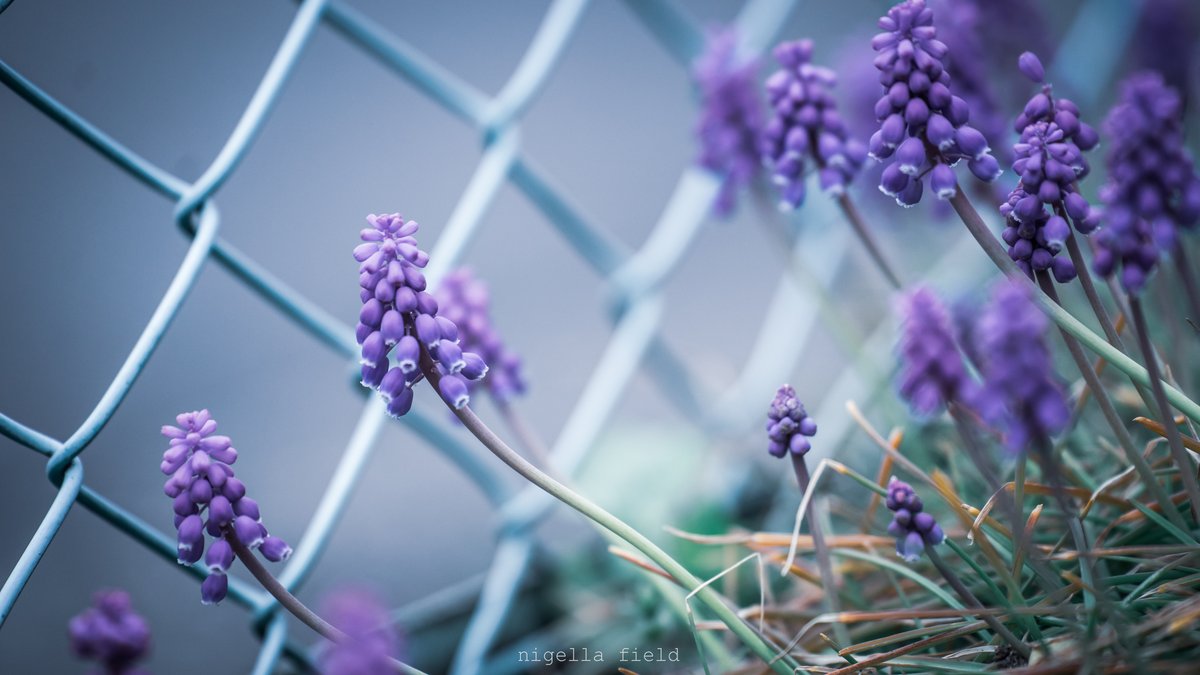 茨 | nigella field tweet media