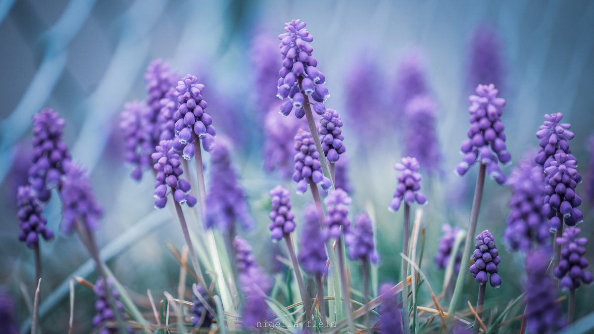 茨 | nigella field tweet media