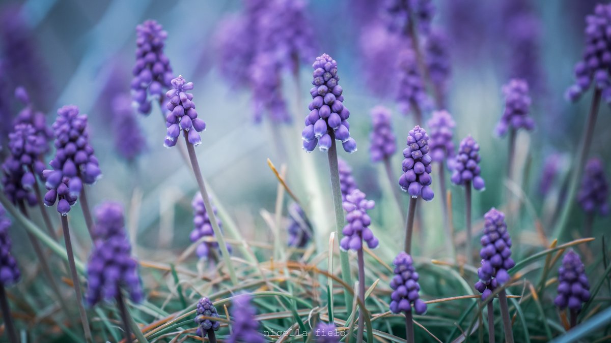 茨 | nigella field tweet media