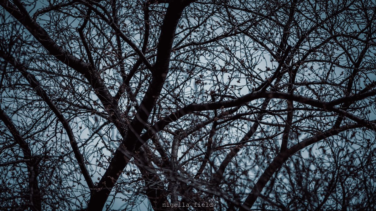 茨 | nigella field tweet media
