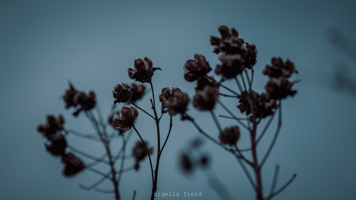 茨 | nigella field tweet media