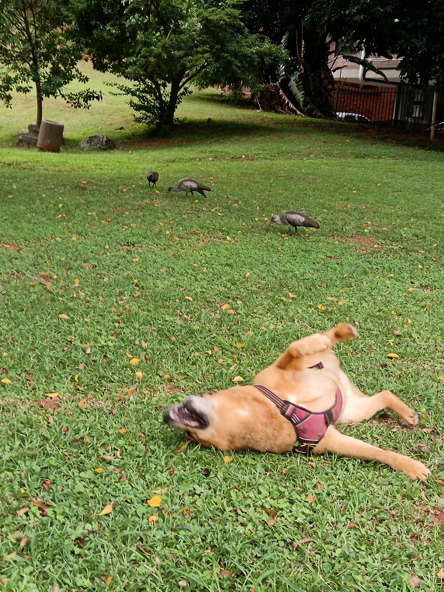 ladydebidebz1's tweet photo. For Maddikins it's all about the Roly-polies 🥰😎🥰
I love how the resident Hardee-trio are completely at ease with my 2...they know that the Bratz are very well-behaved 🥰😎🥰
#PawPatrol
#ParkTime
#SpecialTime
#GottaLoveTheFurries https://t.co/rQ8ggiMcxC