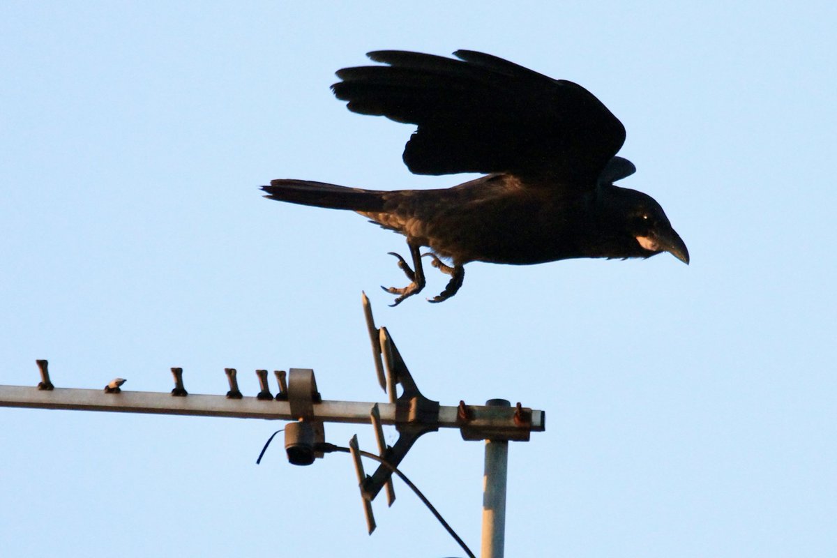 Nick Raschke tweet media