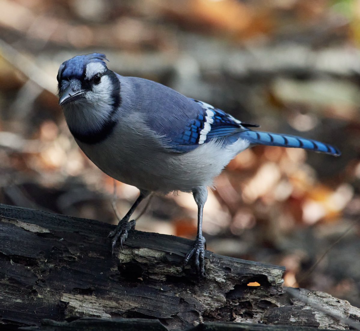 paul hayes tweet media