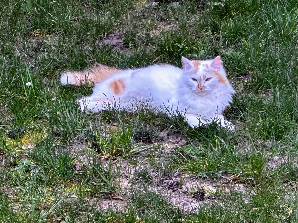 Chablis et Chartreuse🎀 tweet media