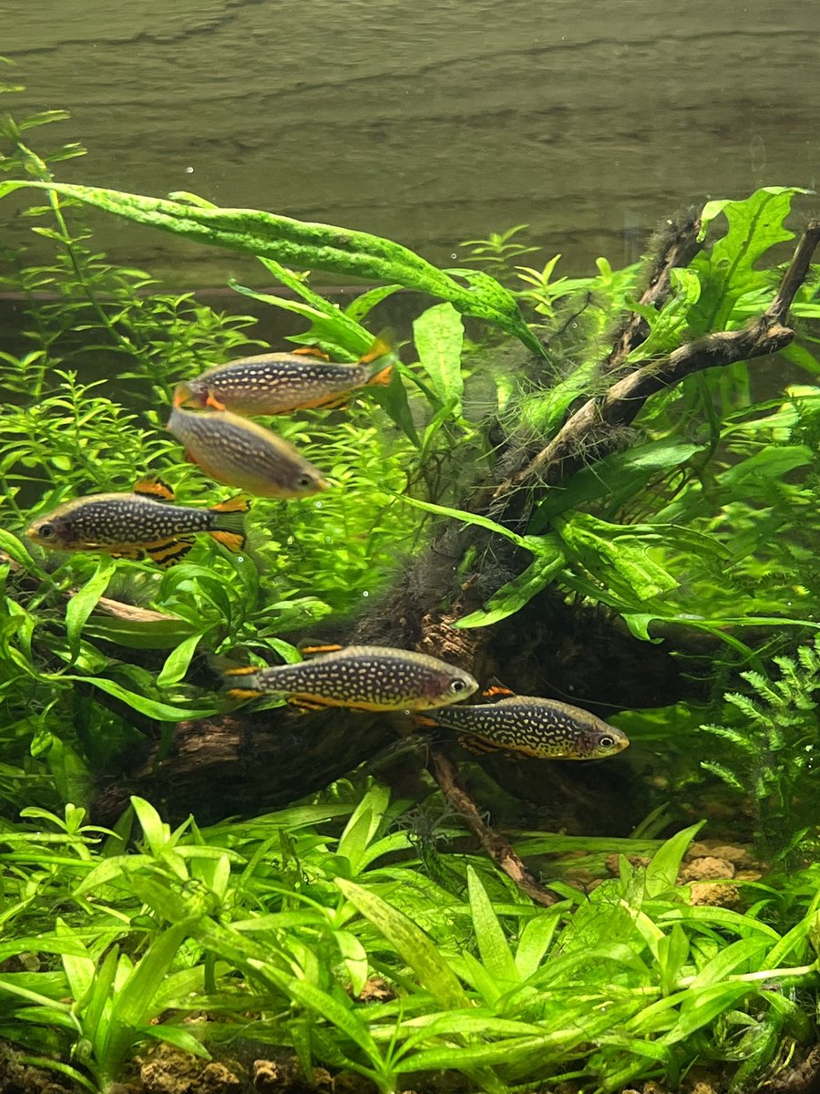 【月曜】ネガティブカフェ&バー モリオウチ　【火水木金土日】個室ミニ水そうカフェ＆バー モリオウチ tweet media