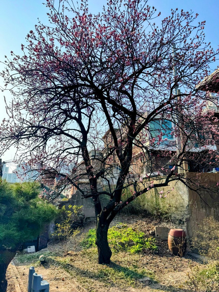 바이오매니아 tweet media