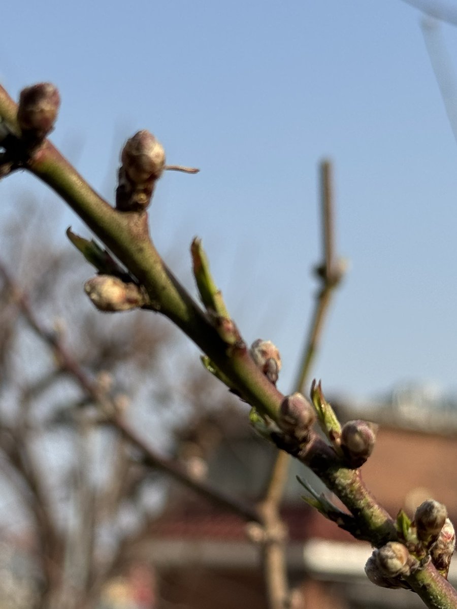 바이오매니아 tweet media