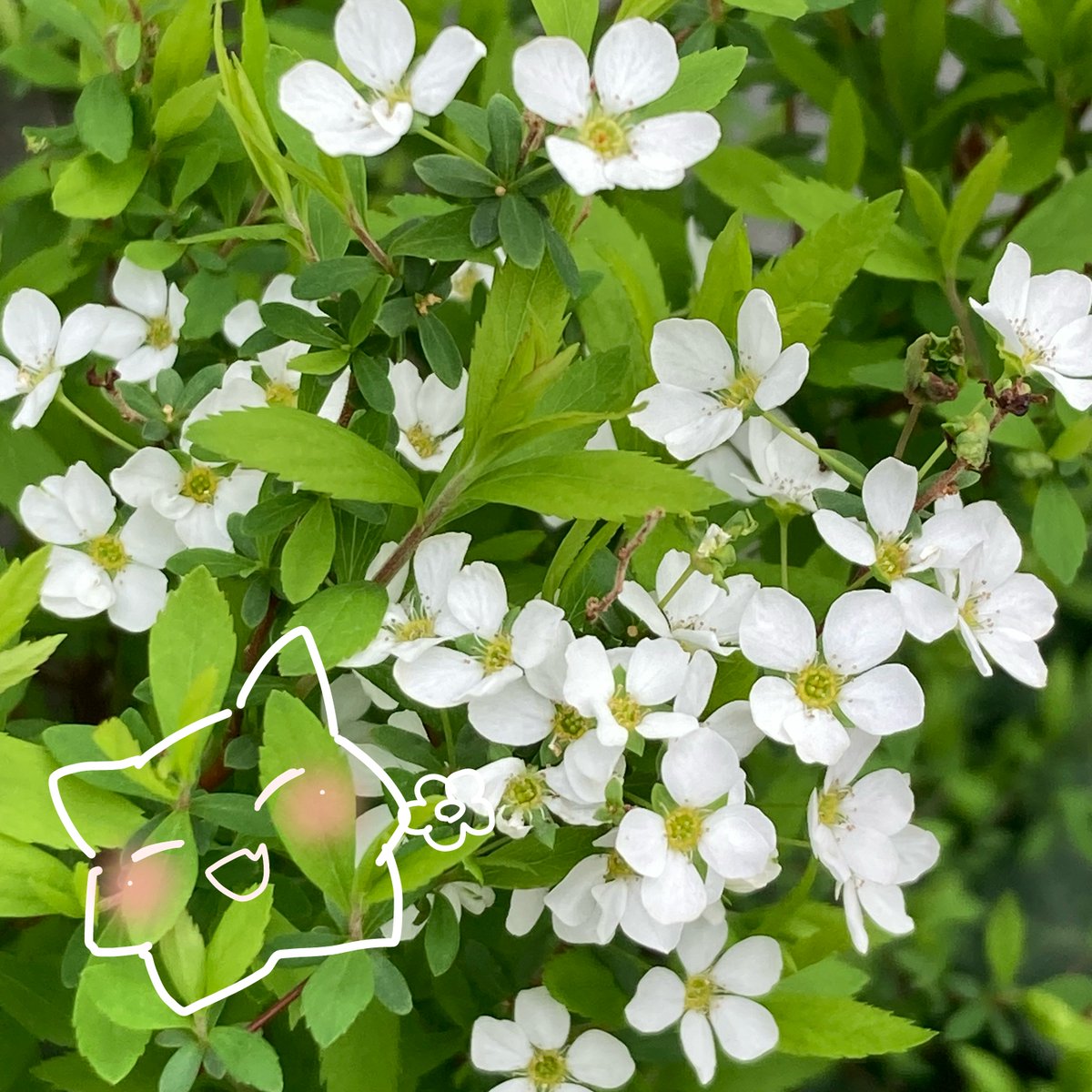 IBAだいありぃ tweet media