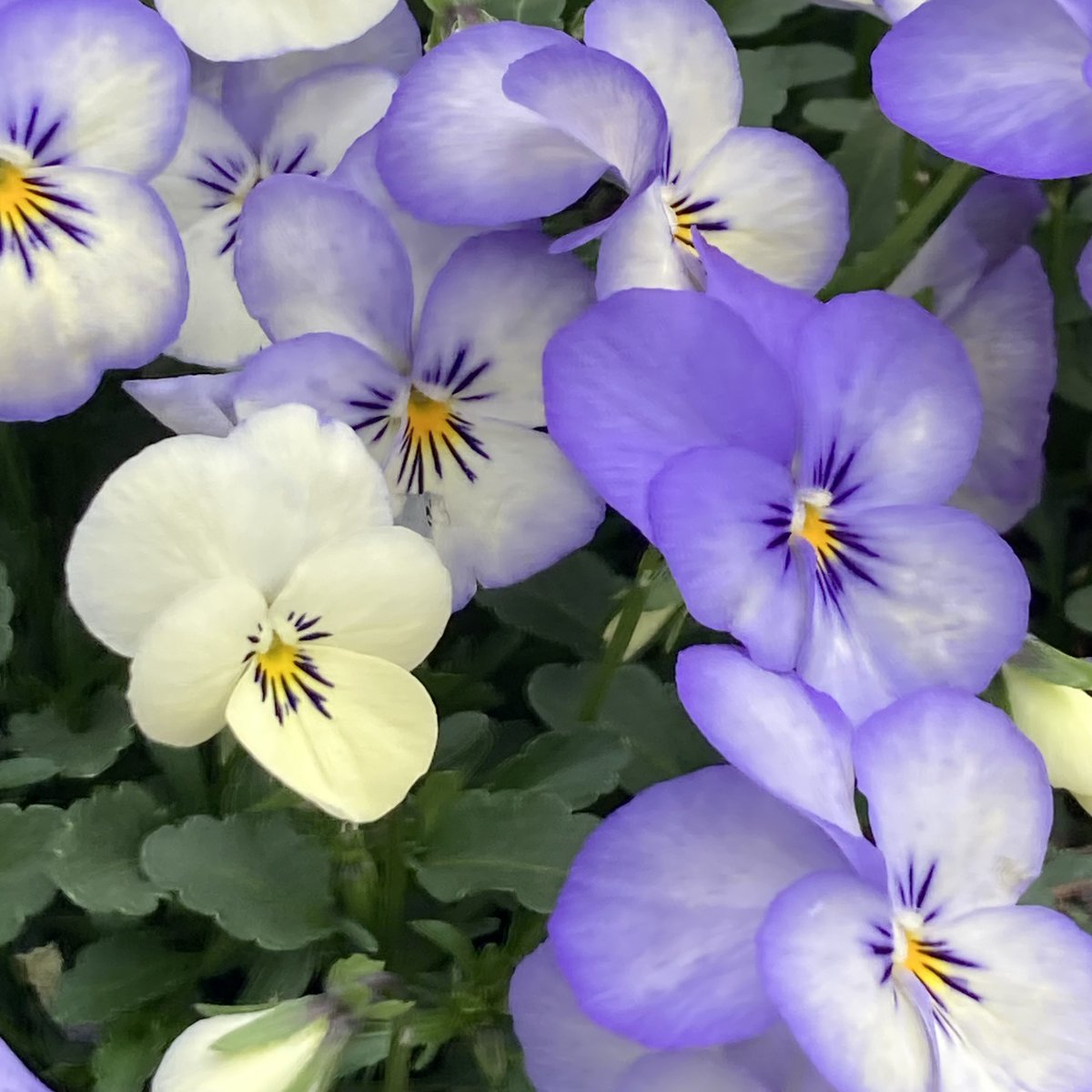 IBAだいありぃ tweet media