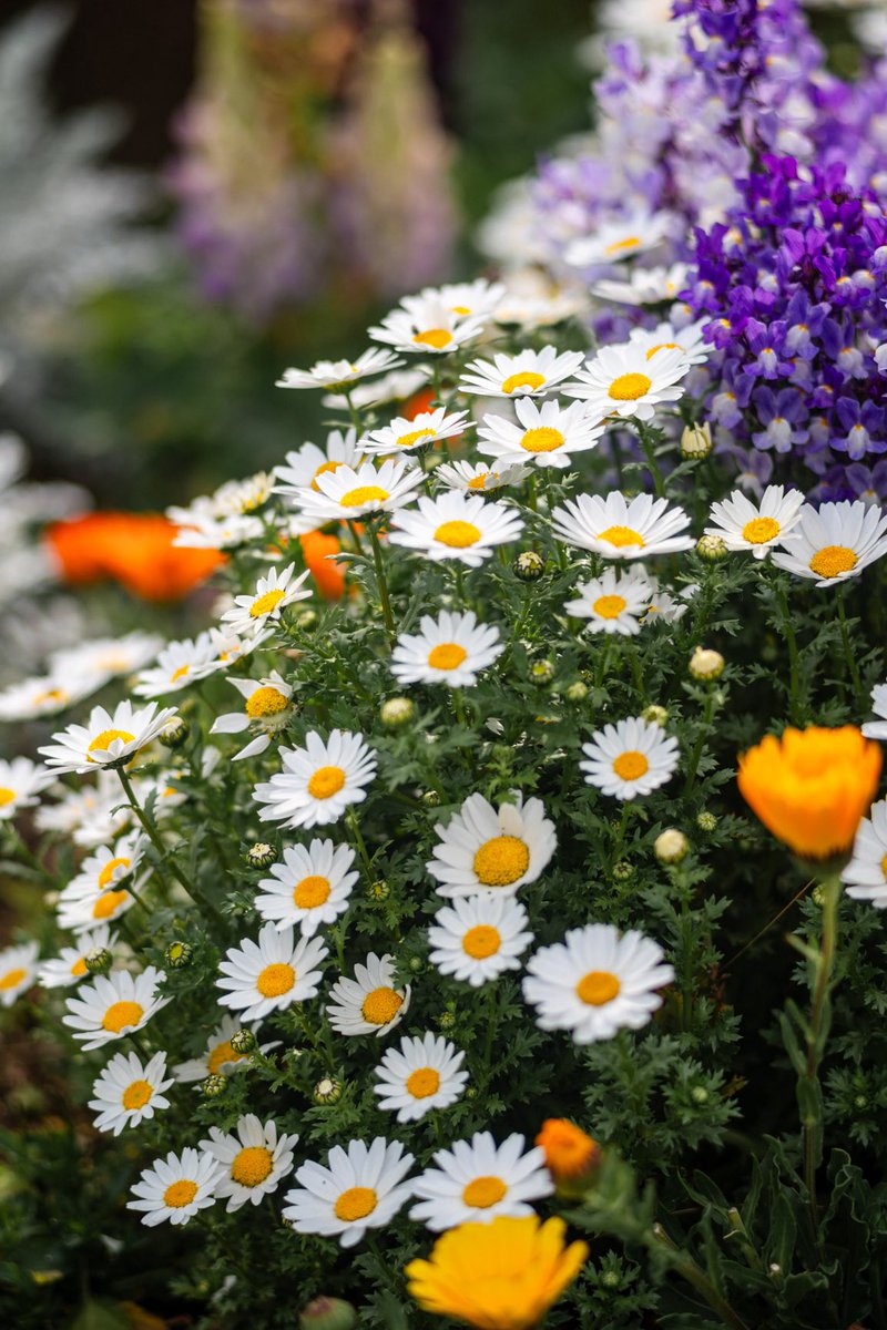 じょー(o314110) tweet media