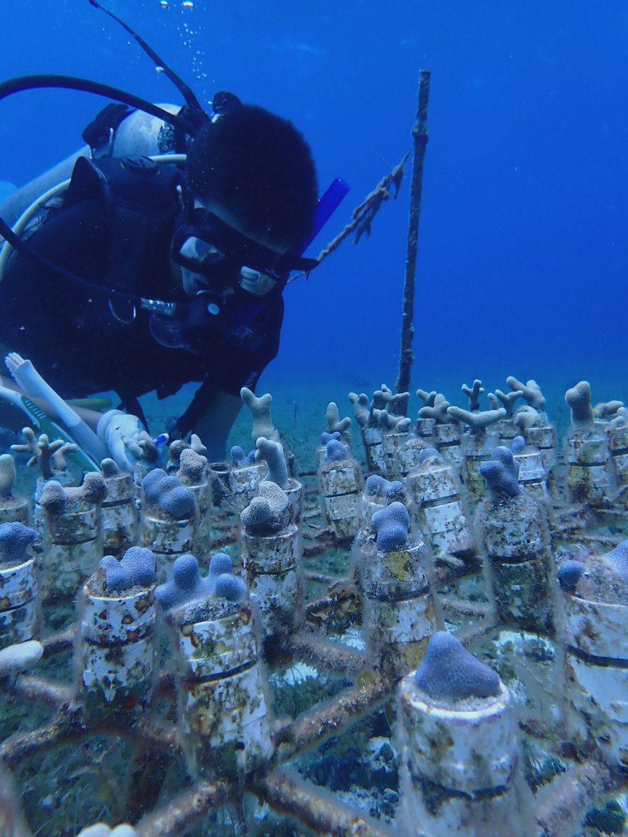 MesoReef DAO 🌊🪸🐠✨ tweet media