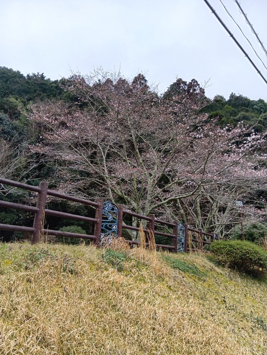 v9v4yx's tweet photo. 桜が咲き始めた🌸 https://t.co/9j0n6fsJpb