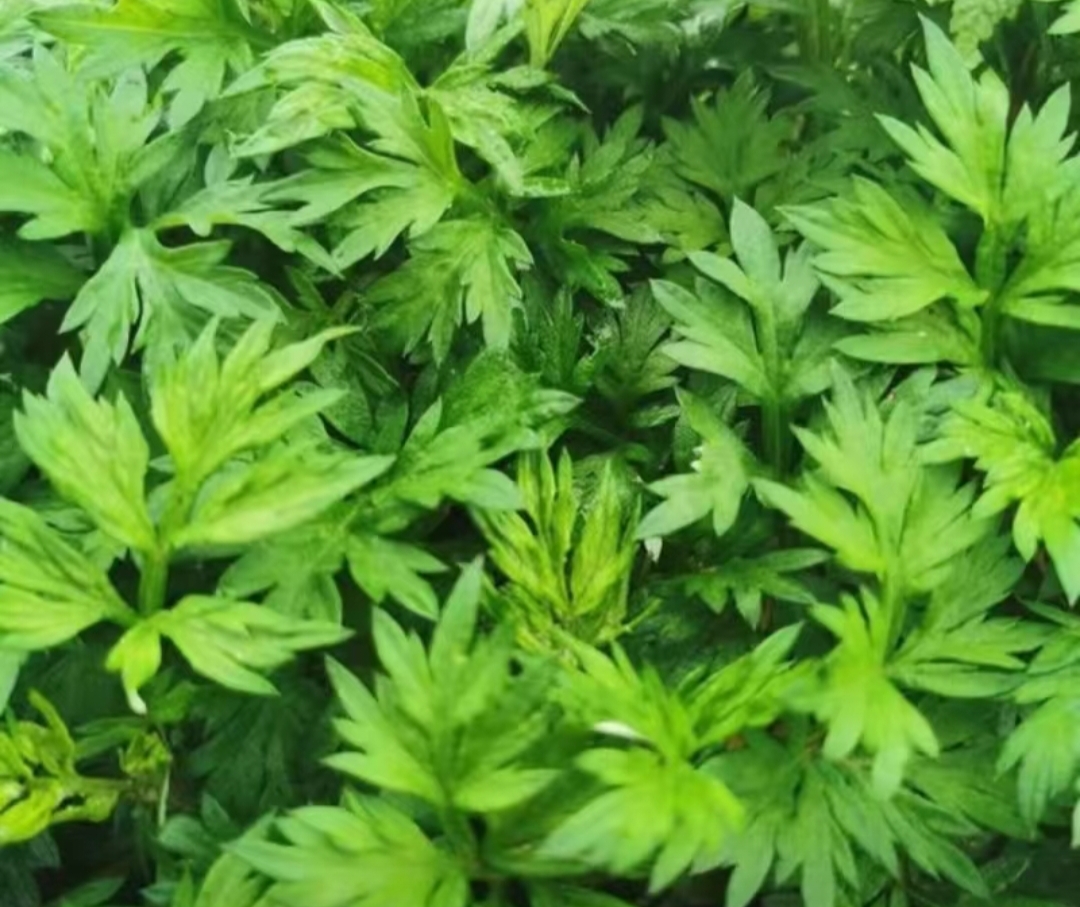 shiley ann tweet media