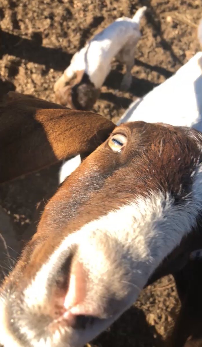 raptor 🦍🇿🇦 tweet media