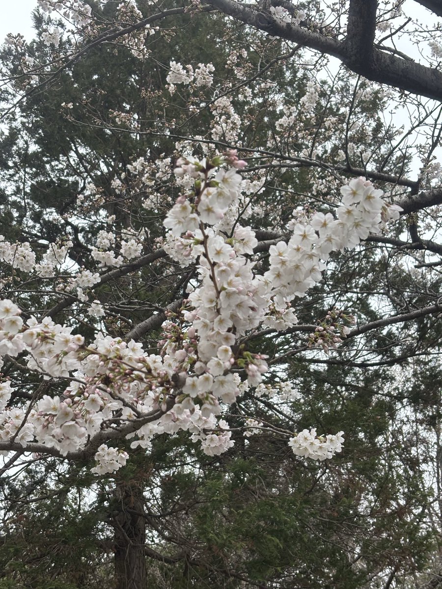 今度の日曜日と月曜日は晴れてくれ！