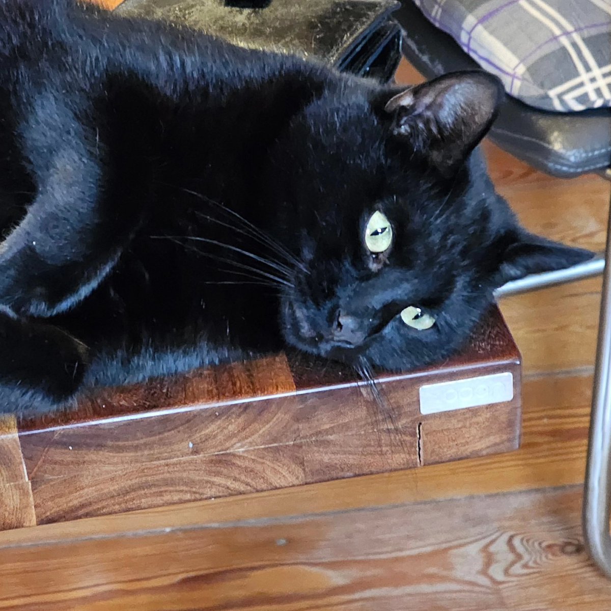 louise Weteling Hageman 🐦 tweet media