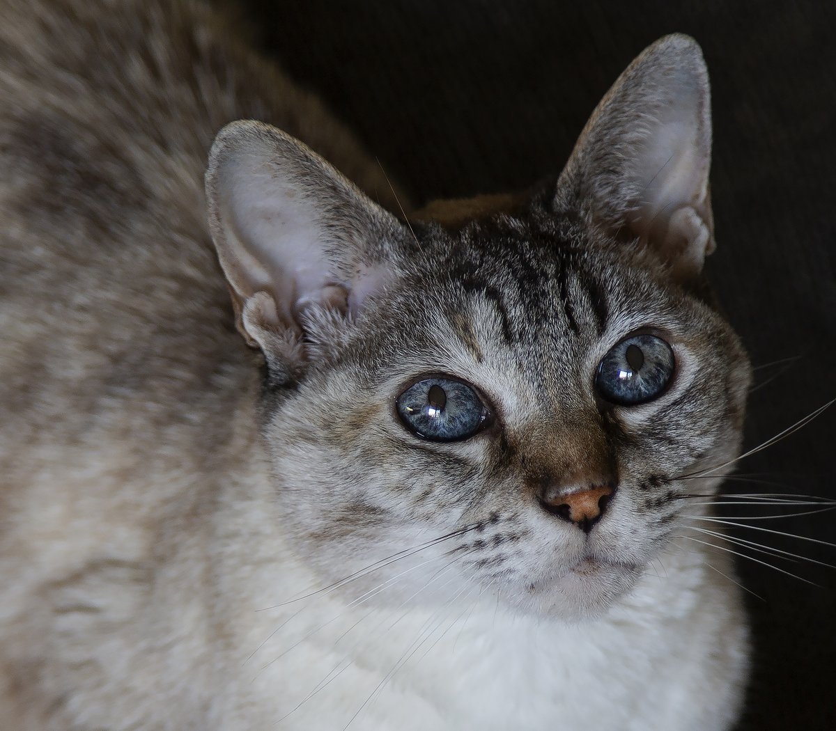 Gonçalo Afonso Dias tweet media