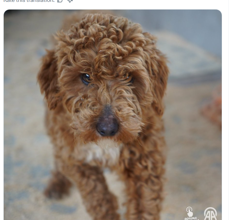 Dear X algorithm &amp; Mr <a href="/elonmusk/">Elon Musk</a> I think you are in need of assistance. This is a picture of a doodle dog. While he looks a bit grumpy (he has his reasons) it is not graphic content

Please give us dogs &amp; our people a break &amp; stop hiding us without reason

This little guy is one