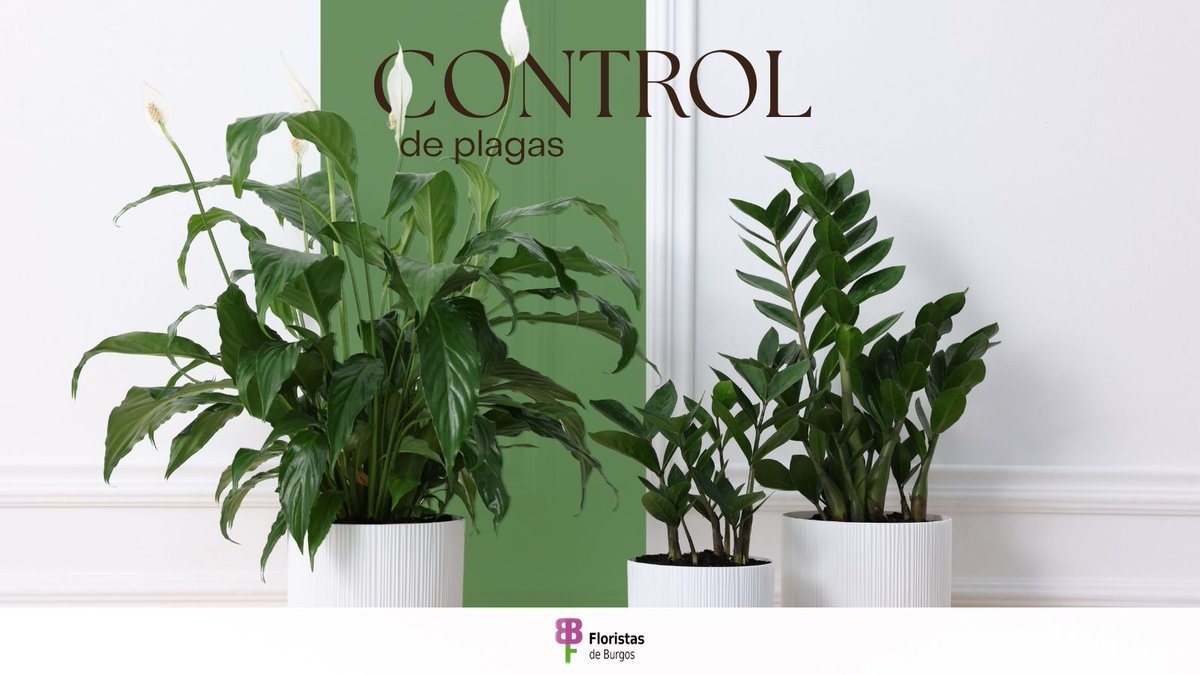 flojabur's tweet image. 🌱 Primavera = crecimiento… ¡y plagas!
Vigila la aparición de:
 🐌 Babosas
 🐌 Caracoles
 🐛 Pulgones
 🪰 Mosca blanca
Ven a nuestras floristerías y déjate asesorar. 
#FlojAbur #ControlDePlagas #PlantasSanas #ConsejosDeJardinería #Primavera #FloristasDeBurgos