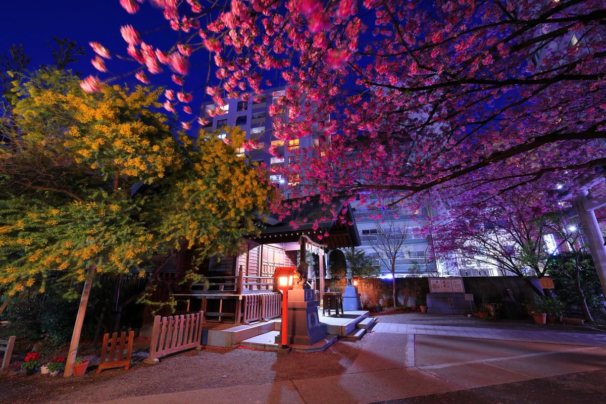 マルマル tweet media