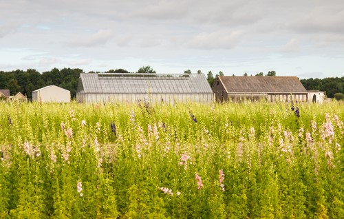 Peter Koeman @koeman.bsky.social tweet media