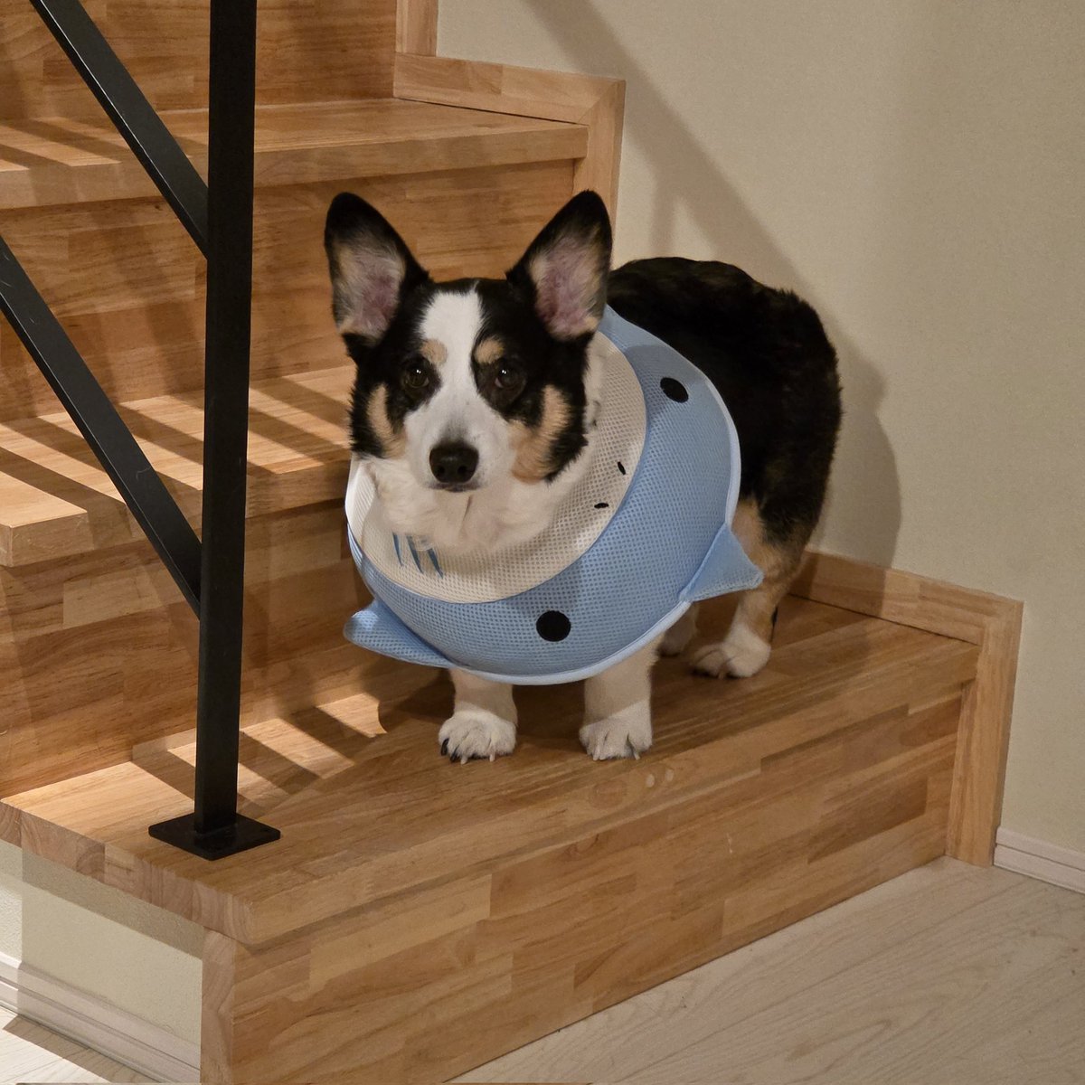 ぐるる☺︎🎀6m tweet media