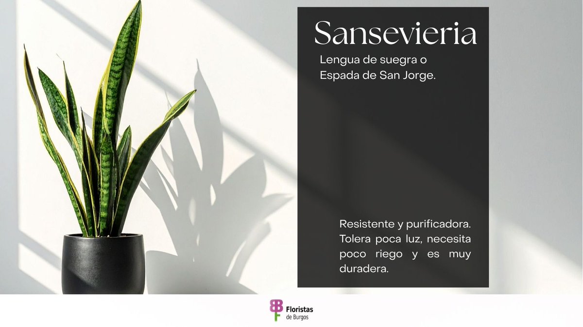 Fiesta de las Flores tweet media