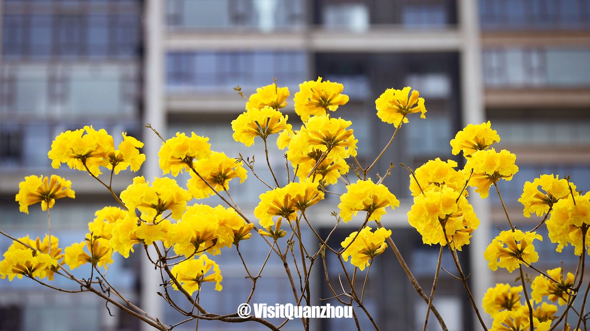 VisitQuanzhou's tweet photo. Taking off the grey sweater of winter, Quanzhou is wearing the "gold veil"🌼 exclusive to spring, as the golden trumpet trees welcome their blossoms in every corner of the city.
#springvibe #goldenwave #chinatravel #visualnature https://t.co/Ftj0fYg7DU