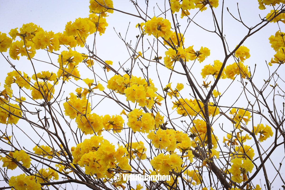 VisitQuanzhou's tweet photo. Taking off the grey sweater of winter, Quanzhou is wearing the "gold veil"🌼 exclusive to spring, as the golden trumpet trees welcome their blossoms in every corner of the city.
#springvibe #goldenwave #chinatravel #visualnature https://t.co/Ftj0fYg7DU