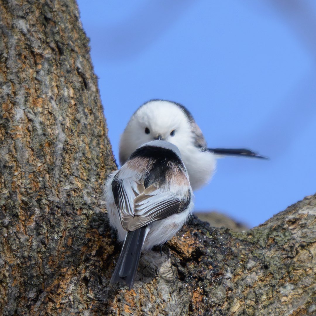 早くしてください。順番待ち🥲
⁡
 #シマエナガ