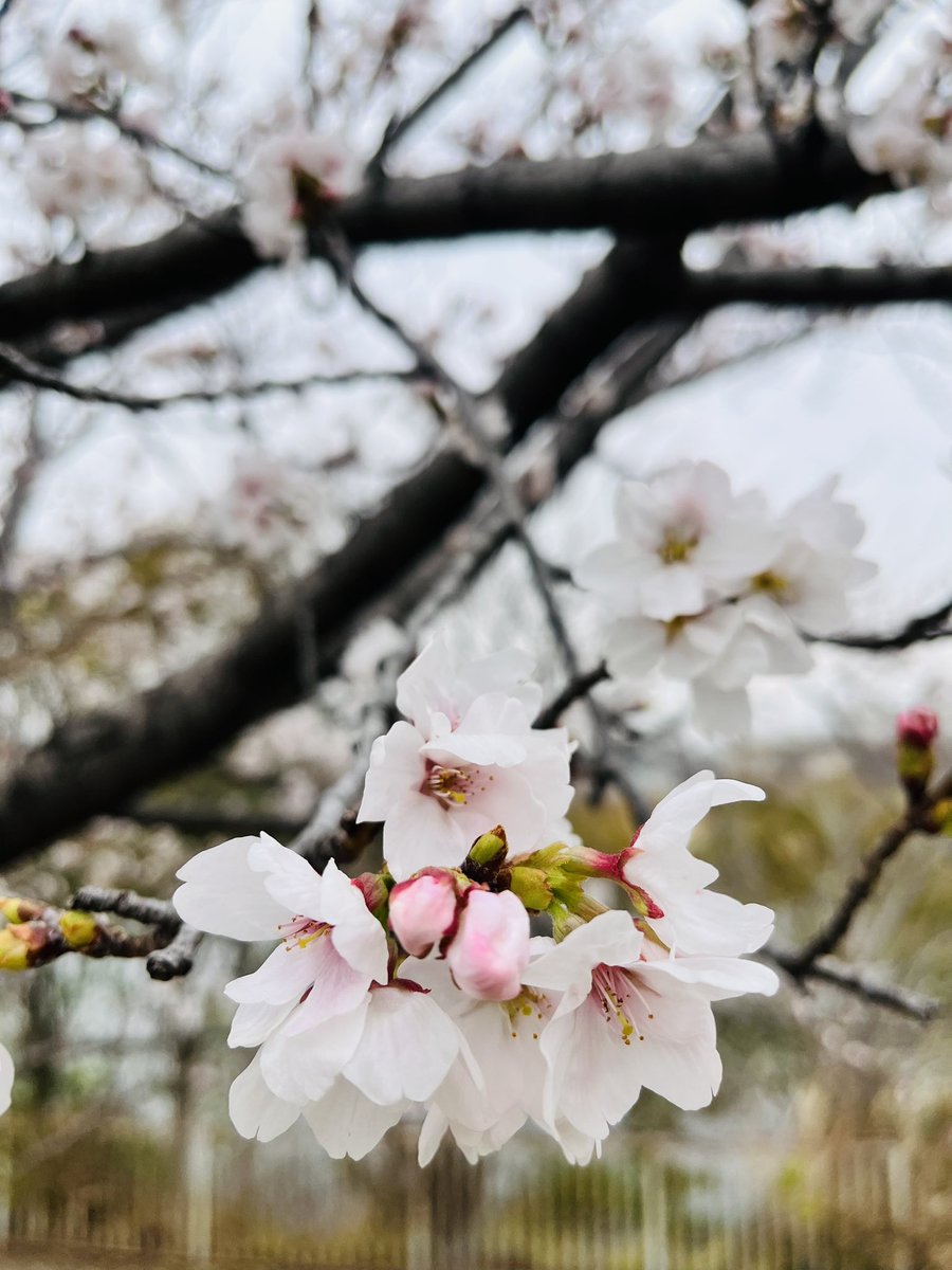 maromaryo's tweet photo. 桜が
咲き始めました🌸
#曇り空 https://t.co/OoIqyerP6W