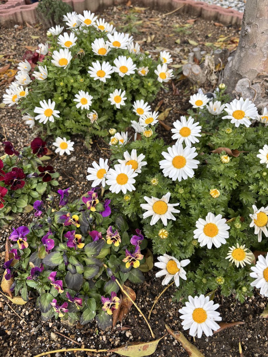 ひらっ子|Webコーダー&Shopify tweet media