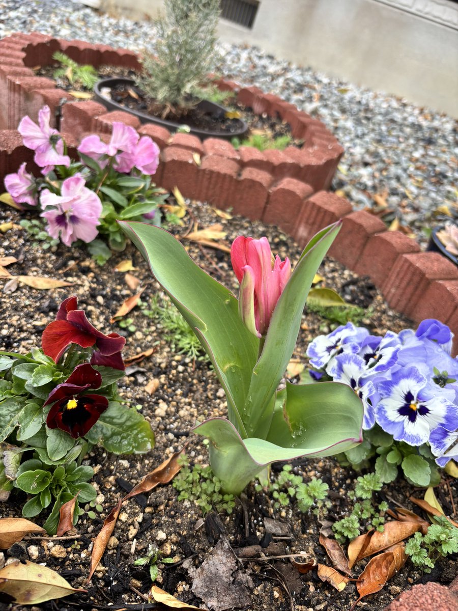 ひらっ子|Webコーダー&Shopify tweet media