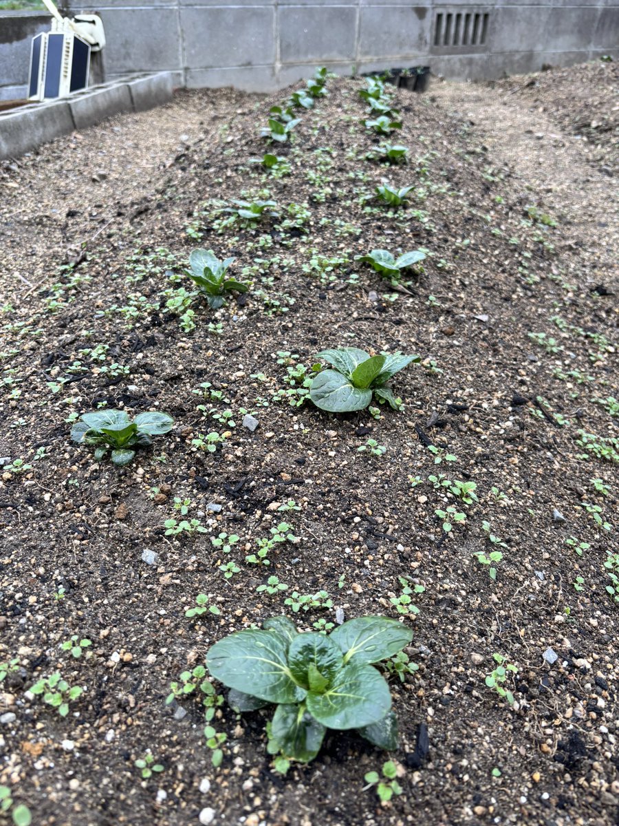 ひらっ子|Webコーダー&Shopify tweet media