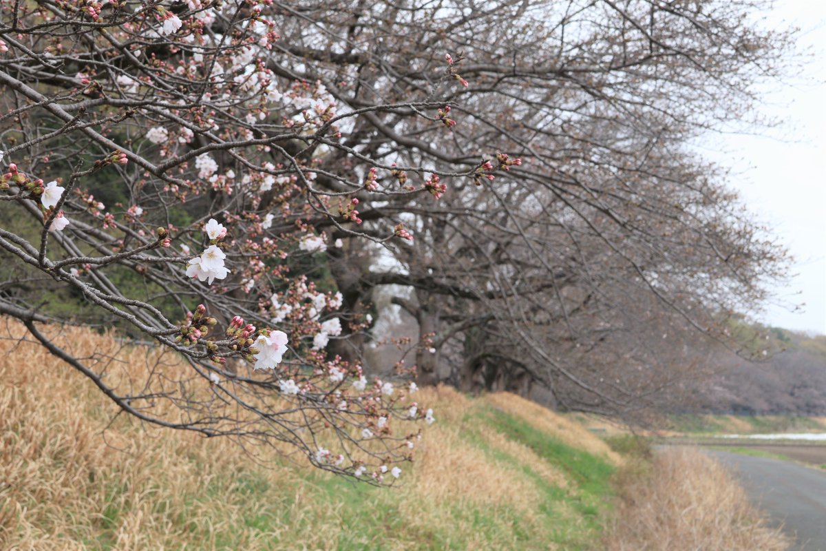 MinumakuPR's tweet photo. 🌸見沼区桜開花情報🌸
 
📸3/25撮影
📍#見沼代用水東縁 加田屋地区 周辺
🌸#ソメイヨシノ 咲き始め

桜の写真を撮った際には
ぜひ #知ってみぬま をつけて投稿を🙇

Instagramも✅
https://t.co/4OIQoPBJtj https://t.co/OE84wPIE1n