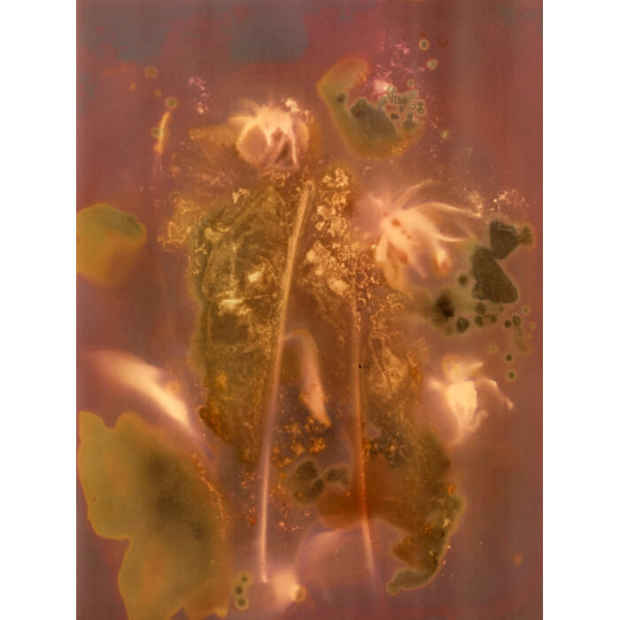 alternativephot's tweet image. 6 days left! Lumen prints add colour using plants and light, creating unexpected tones from pinks to warm browns:

➥Debbie Bentley
➥Fruma Markowitz
➥Helene Barrette
➥Johannes Schmidt

👉 alternativephotography.com/calendar-event…

#lumenprints #altprocess #alterantiveprocesses