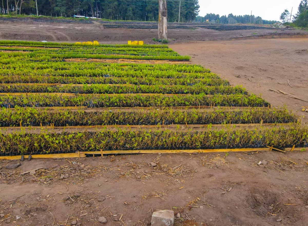 together 4trees tweet media